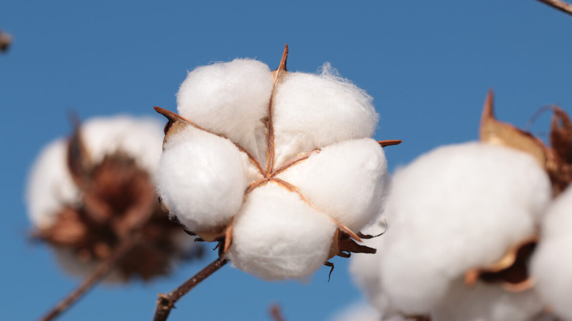 Amipa celebra 26 anos como símbolo da força coletiva e inovação na cotonicultura mineira