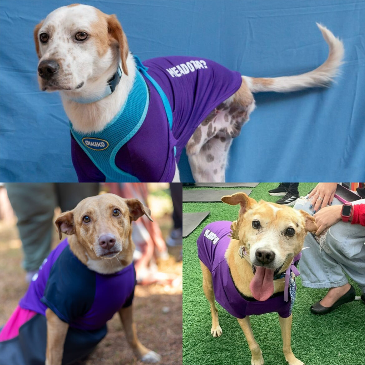 Shopping Frei Caneca combate preconceito na 6ª edição do ‘Cãodeirante’