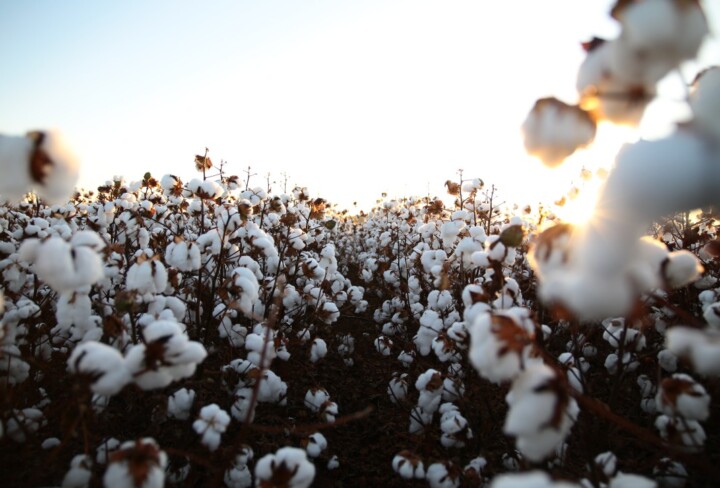 Mês do Algodão: Brasil segue líder em exportação e produção sustentável